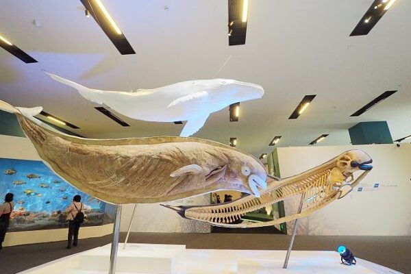 China_s__Our_Common_Home__Exhibition_Unveils_Amazing_Wildlife_Conservation_Achievements___