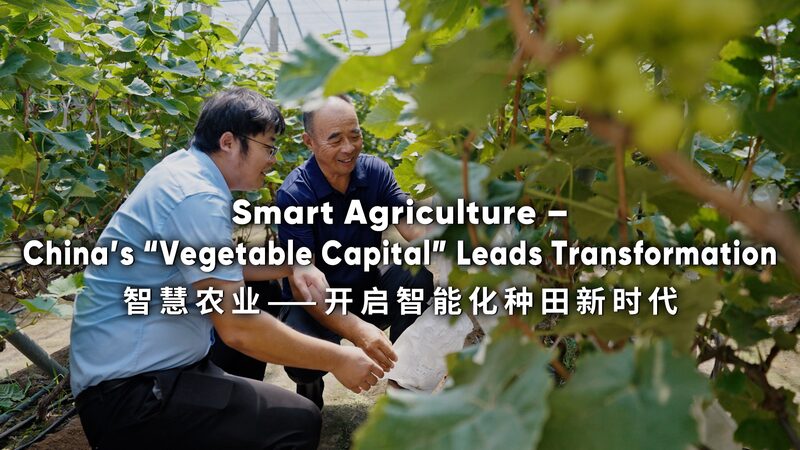 China_s__Vegetable_Capital__is_Growing_the_Future_of_Farming_with_Tech___poster - News for amigos, by amigos China_s__Vegetable_Capital__is_Growing_the_Future_of_Farming_with_Tech__ video poster