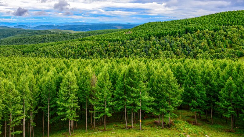 China_to_Green_6_7_Million_Hectares_in_2024__