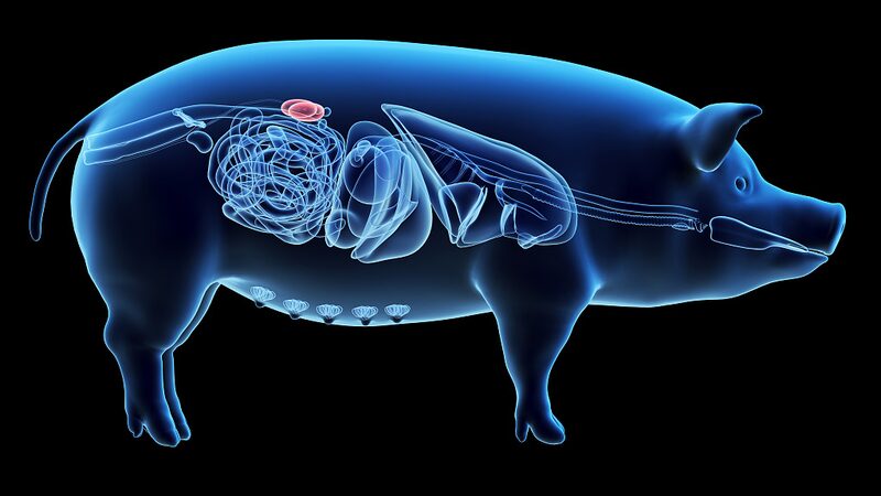 Chinese_Breakthrough__Gene_Edited_Pig_Kidney_Transplanted_into_Human_ - News for amigos, by amigos __Chinese_Breakthrough__Gene_Edited_Pig_Kidney_Transplanted_into_Human_