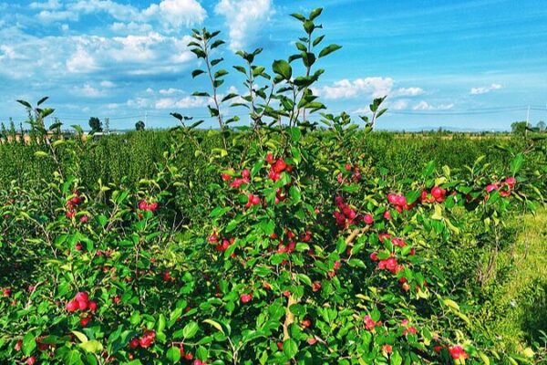 Chinese Crabapples Blossom in Southeast Asia: A Desert Fruit’s Journey ✨🍎 Chinese_Crabapples_Blossom_in_Southeast_Asia__A_Desert_Fruit_s_Journey___