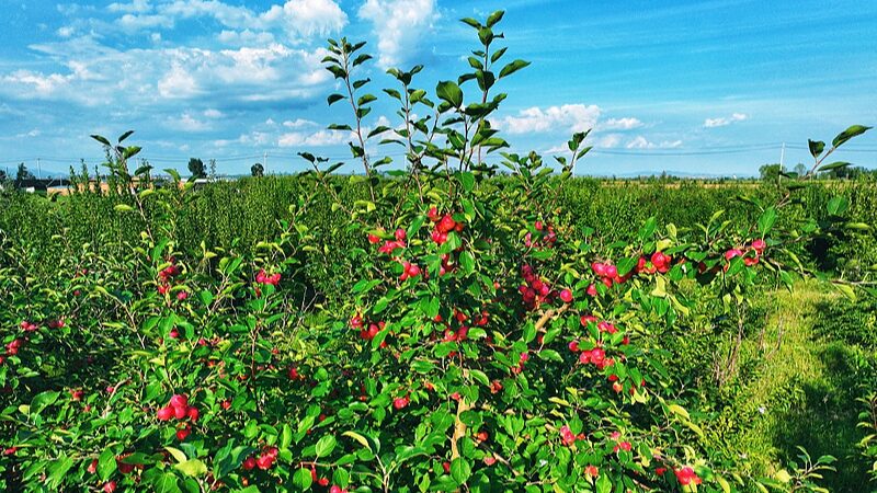 Chinese_Crabapples_Blossom_in_Southeast_Asia__A_Desert_Fruit_s_Journey___