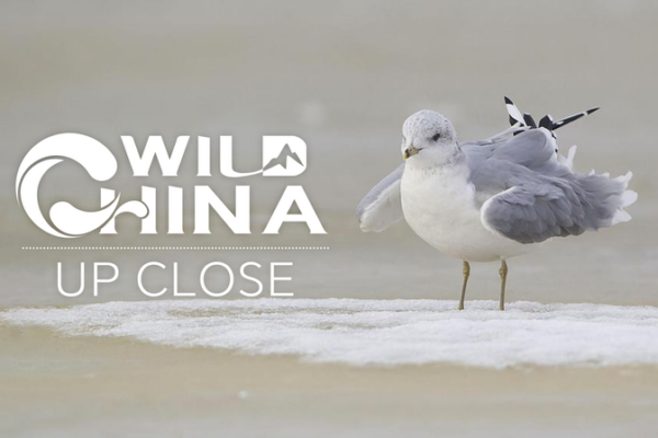 Chinese Crested Tern: The Remarkable Revival of the ‘Bird of Legend’ in East China Chinese_Crested_Tern__The_Remarkable_Revival_of_the__Bird_of_Legend__in_East_China video poster