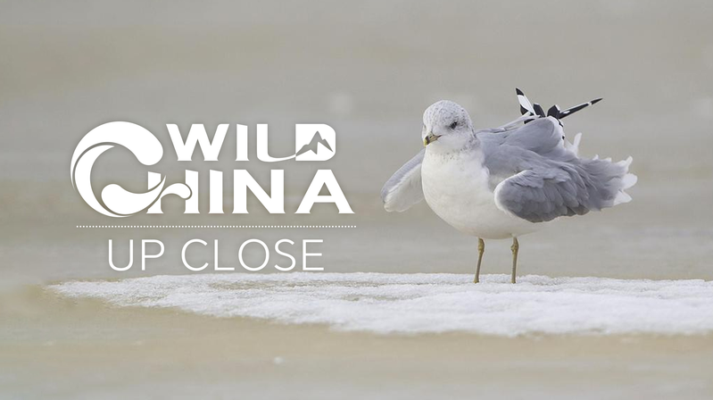 Chinese_Crested_Tern__The_Remarkable_Revival_of_the__Bird_of_Legend__in_East_China_poster - News for amigos, by amigos Chinese_Crested_Tern__The_Remarkable_Revival_of_the__Bird_of_Legend__in_East_China video poster