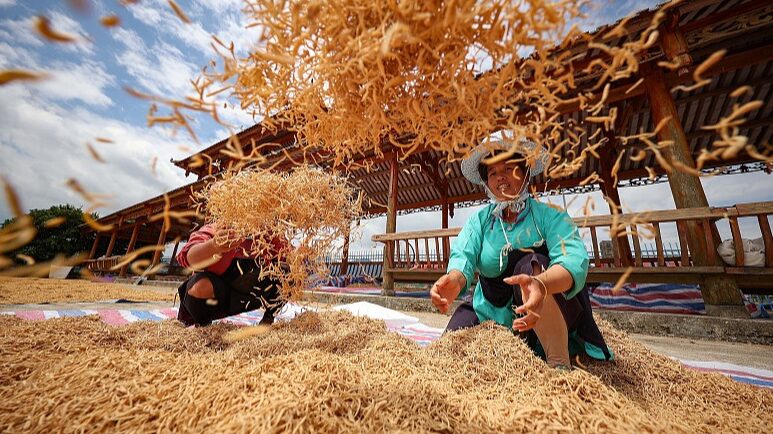Chinese_Farmers_Boost_TCM_Revival_by_Cultivating_Medicinal_Herbs - News for amigos, by amigos Chinese_Farmers_Boost_TCM_Revival_by_Cultivating_Medicinal_Herbs