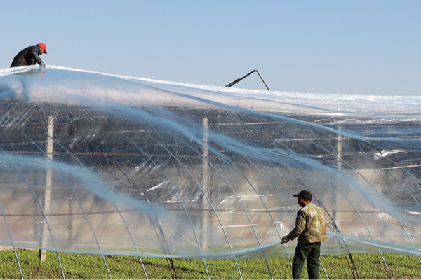 Chinese Farmers Get Creative to Beat the Big Chill ❄️ Chinese_Farmers_Get_Creative_to_Beat_the_Big_Chill___
