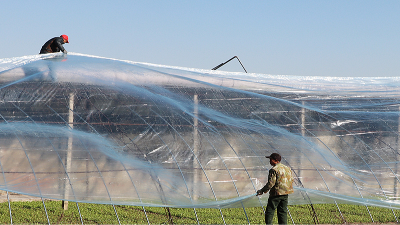 Chinese_Farmers_Get_Creative_to_Beat_the_Big_Chill___ - News for amigos, by amigos Chinese_Farmers_Get_Creative_to_Beat_the_Big_Chill___