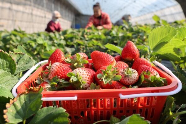 Chinese Farmers Hustle to Harvest Before ‘Major Snow’ Hits ❄️ Chinese_Farmers_Hustle_to_Harvest_Before__Major_Snow__Hits___