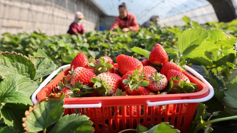Chinese_Farmers_Hustle_to_Harvest_Before__Major_Snow__Hits___ - News for amigos, by amigos Chinese_Farmers_Hustle_to_Harvest_Before__Major_Snow__Hits___