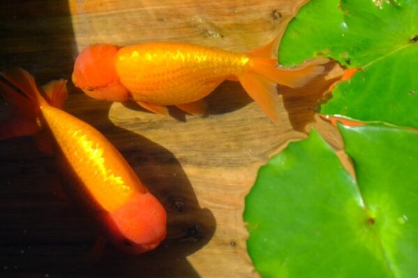 Chinese Goldfish Exhibition Makes Waves Towards World Heritage Status Chinese_Goldfish_Exhibition_Makes_Waves_Towards_World_Heritage_Status
