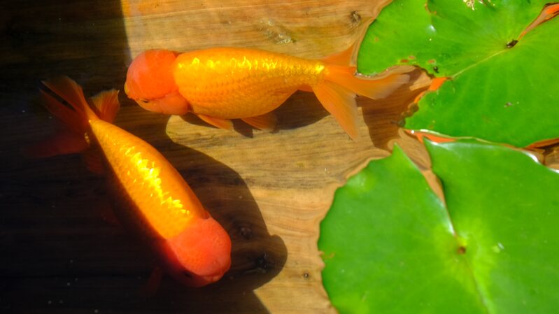 Chinese_Goldfish_Exhibition_Makes_Waves_Towards_World_Heritage_Status - News for amigos, by amigos Chinese_Goldfish_Exhibition_Makes_Waves_Towards_World_Heritage_Status