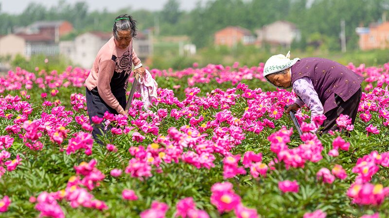 Chinese_Herbaceous_Peony__More_Than_Just_a_Pretty_Flower__ - News for amigos, by amigos Chinese_Herbaceous_Peony__More_Than_Just_a_Pretty_Flower__