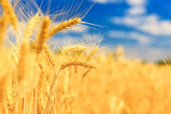 Chinese Researchers Boost Wheat Yields with New Salt-Tolerance Gene Chinese_Researchers_Boost_Wheat_Yields_with_New_Salt_Tolerance_Gene