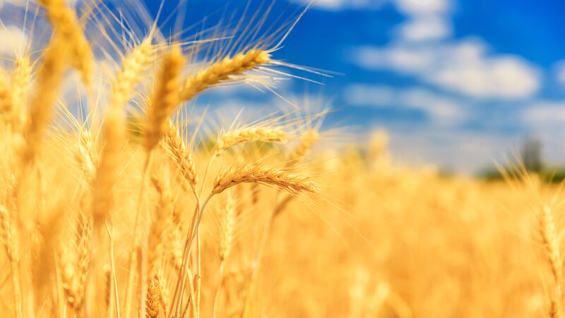 Chinese_Researchers_Boost_Wheat_Yields_with_New_Salt_Tolerance_Gene - News for amigos, by amigos Chinese_Researchers_Boost_Wheat_Yields_with_New_Salt_Tolerance_Gene