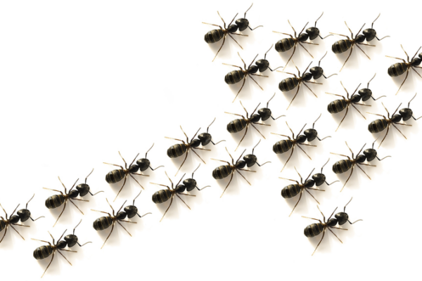 Chinese Scientists Develop Ant-Inspired Polarization Detector! 🐜🔬 Chinese_Scientists_Develop_Ant_Inspired_Polarization_Detector____