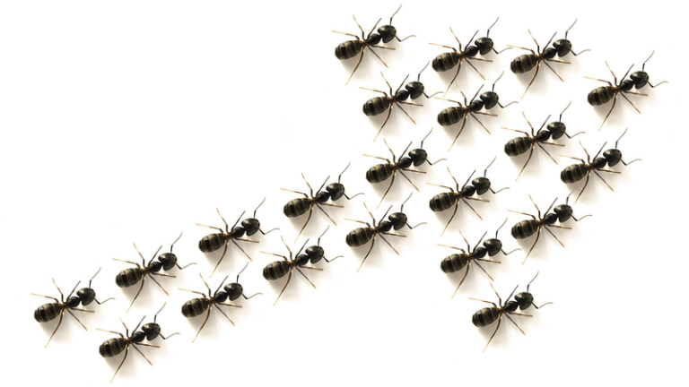 Chinese_Scientists_Develop_Ant_Inspired_Polarization_Detector____