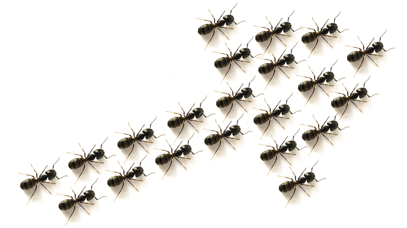Chinese_Scientists_Develop_Ant_Inspired_Polarization_Detector____ - News for amigos, by amigos Chinese_Scientists_Develop_Ant_Inspired_Polarization_Detector____