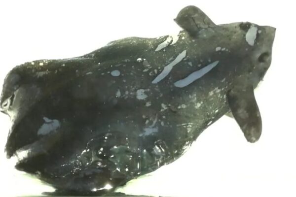 Chinese Scientists Discover New Species Related to Vampire Squid 🌊🦑 Chinese_Scientists_Discover_New_Species_Related_to_Vampire_Squid___