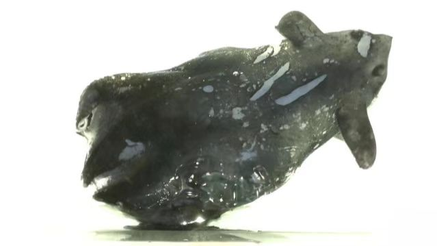 Chinese_Scientists_Discover_New_Species_of_Vampire_Squid___ - News for amigos, by amigos Chinese_Scientists_Discover_New_Species_of_Vampire_Squid___