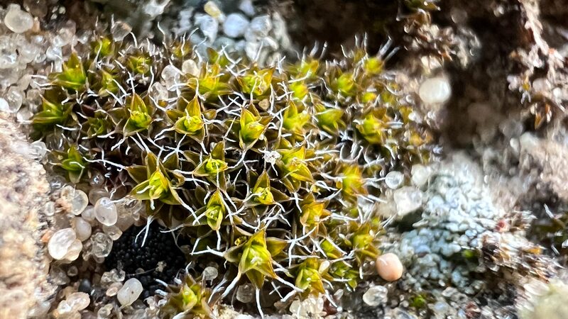 Chinese_Scientists_Explore_Mars_Greenery_Potential_with_Desert_Moss__ - News for amigos, by amigos Chinese_Scientists_Explore_Mars_Greenery_Potential_with_Desert_Moss__