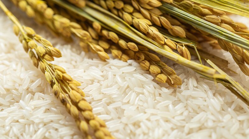 Chinese_Scientists_Trace_100_000_Year_Journey_of_Rice__ - News for amigos, by amigos Chinese_Scientists_Trace_100_000_Year_Journey_of_Rice__
