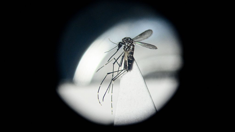 Chinese_Scientists_Turn_Mosquitoes_into_Virus_Fighting_Heroes___ - News for amigos, by amigos Chinese_Scientists_Turn_Mosquitoes_into_Virus_Fighting_Heroes___