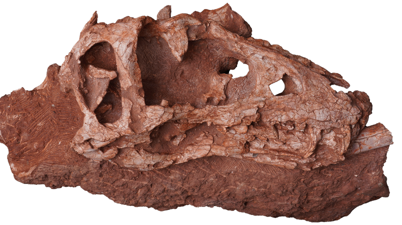 Chinese_Scientists_Uncover_New_Tyrannosaur_Species__