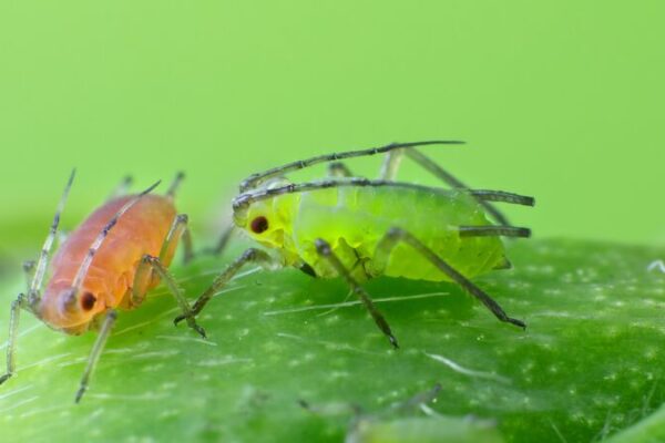 Chinese Scientists Unlock Bug Smells to Create Eco-Friendly Pesticides 🌿🐞 Chinese_Scientists_Unlock_Bug_Smells_to_Create_Eco_Friendly_Pesticides___