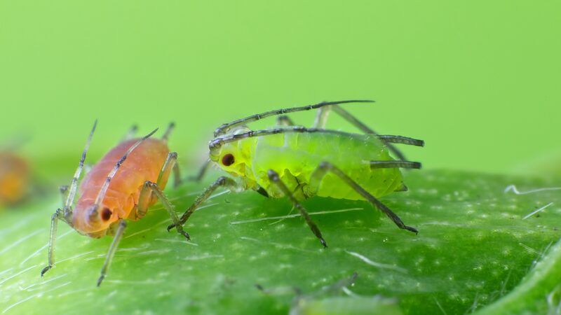 Chinese_Scientists_Unlock_Bug_Smells_to_Create_Eco_Friendly_Pesticides___