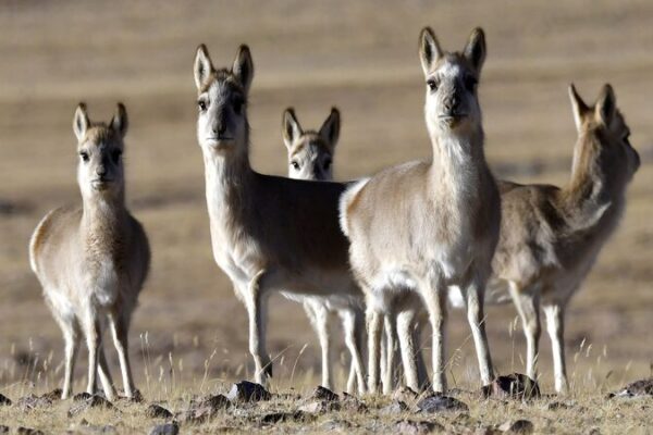 Chinese Scientists Unlock DNA Secrets of Rare Tibetan Antelope 🦌 Chinese_Scientists_Unlock_DNA_Secrets_of_Rare_Tibetan_Antelope__