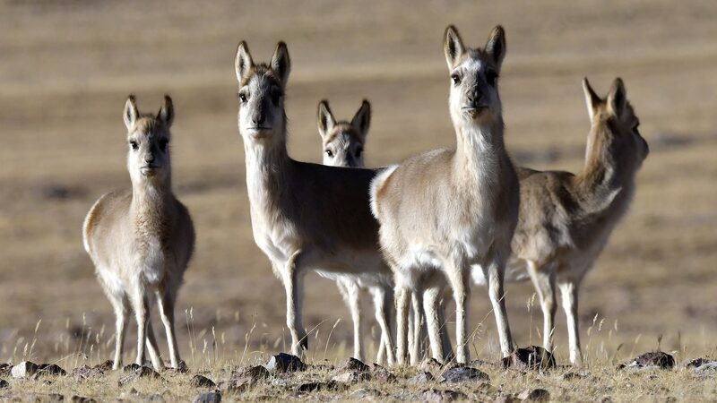Chinese_Scientists_Unlock_DNA_Secrets_of_Rare_Tibetan_Antelope__