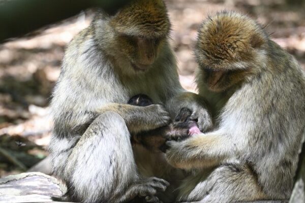 Chinese Scientists Unlock Monkey Brain Secrets 🐒🧠 Chinese_Scientists_Unlock_Monkey_Brain_Secrets___