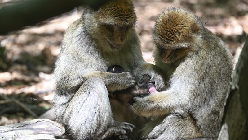 Chinese_Scientists_Unlock_Monkey_Brain_Secrets___ - News for amigos, by amigos Chinese_Scientists_Unlock_Monkey_Brain_Secrets___