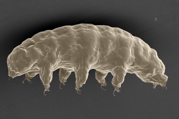 Chinese Scientists Unlock Tardigrades’ Radiation Superpowers 🛡️🔬 Chinese_Scientists_Unlock_Tardigrades__Radiation_Superpowers____