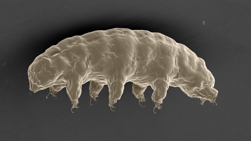 Chinese_Scientists_Unlock_Tardigrades__Radiation_Superpowers____ - News for amigos, by amigos Chinese_Scientists_Unlock_Tardigrades__Radiation_Superpowers____