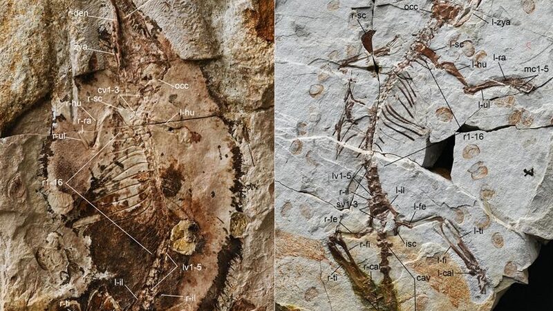 Chinese_Scientists_Unveil_Jurassic_Mammals__Evolution_Secrets_____ - News for amigos, by amigos Chinese_Scientists_Unveil_Jurassic_Mammals__Evolution_Secrets_____