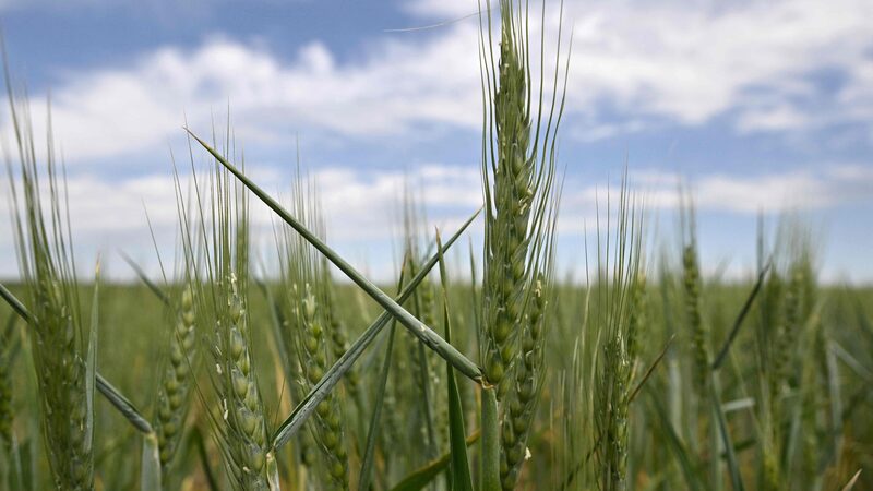 Chinese_Scientists_Use_Gene_Editing_to_Boost_Wheat_s_Defense_Against__Wheat_Cancer_ - News for amigos, by amigos Chinese_Scientists_Use_Gene_Editing_to_Boost_Wheat_s_Defense_Against__Wheat_Cancer_