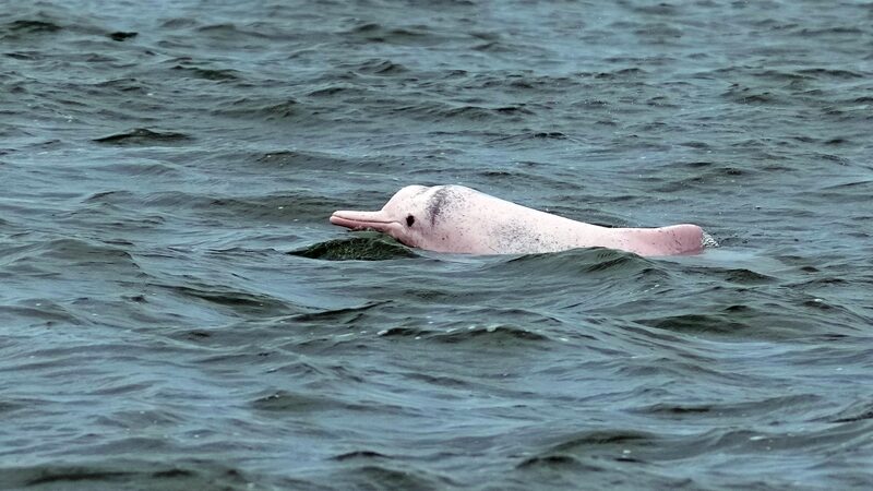 Chinese_White_Dolphins_Make_a_Splash_in_south_China_s_Leizhou_Bay - News for amigos, by amigos Chinese_White_Dolphins_Make_a_Splash_in_south_China_s_Leizhou_Bay