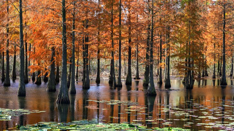 Chishan_Lake_s_Pond_Cypress_Trees_Ignite_in_Autumn_Colors___ - News for amigos, by amigos Chishan_Lake_s_Pond_Cypress_Trees_Ignite_in_Autumn_Colors___