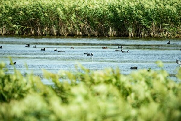 Chongming Dongtan Wetland: Shanghai’s Hidden Paradise for Migratory Birds 🐦 Chongming_Dongtan_Wetland__Shanghai_s_Hidden_Paradise_for_Migratory_Birds__
