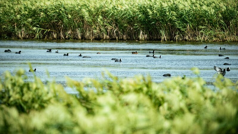 Chongming_Dongtan_Wetland__Shanghai_s_Hidden_Paradise_for_Migratory_Birds__ - News for amigos, by amigos Chongming_Dongtan_Wetland__Shanghai_s_Hidden_Paradise_for_Migratory_Birds__