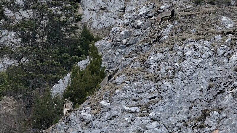Cliff_Fairies__Blue_Sheep_Gracefully_Traverse_Sichuan_s_Mountain_Cliffs_poster - News for amigos, by amigos Cliff_Fairies__Blue_Sheep_Gracefully_Traverse_Sichuan_s_Mountain_Cliffs video poster