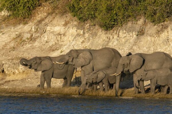 Climate Change Sends Elephants on Unexpected Journeys 🌍🐘 Climate_Change_Sends_Elephants_on_Unexpected_Journeys___