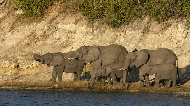 Climate_Change_Sends_Elephants_on_Unexpected_Journeys___