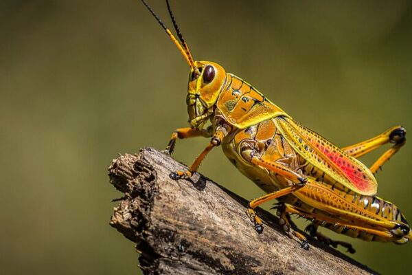 🌍🔥 Climate Change Set to Supercharge Locust Swarms—Here’s Why It Matters ___Climate_Change_Set_to_Supercharge_Locust_Swarms_Here_s_Why_It_Matters