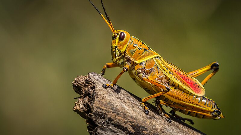 Climate_Change_Set_to_Supercharge_Locust_Swarms_Here_s_Why_It_Matters - News for amigos, by amigos ___Climate_Change_Set_to_Supercharge_Locust_Swarms_Here_s_Why_It_Matters