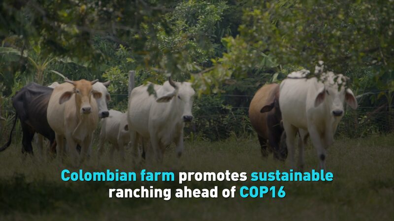 Colombian_Family_Ranch_Embraces_Sustainable_Farming_Ahead_of_COP16____poster - News for amigos, by amigos Colombian_Family_Ranch_Embraces_Sustainable_Farming_Ahead_of_COP16___ video poster