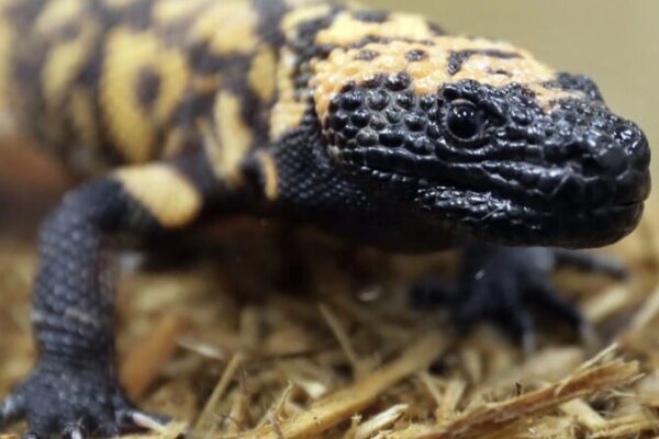 Colorado Man Passes Away After Bite from Pet Gila Monster 😢 Colorado_Man_Passes_Away_After_Bite_from_Pet_Gila_Monster__