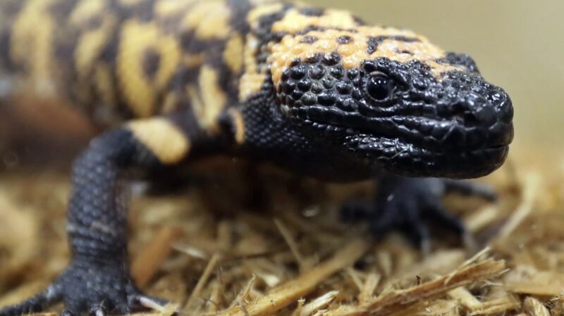 Colorado_Man_Passes_Away_After_Bite_from_Pet_Gila_Monster__ - News for amigos, by amigos Colorado_Man_Passes_Away_After_Bite_from_Pet_Gila_Monster__