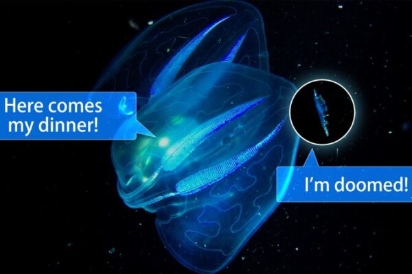 🌌 Comb Jelly’s Dazzling Light Show: Nature’s Shiny Trap in the Deep __Comb_Jelly_s_Dazzling_Light_Show__Nature_s_Shiny_Trap_in_the_Deep video poster